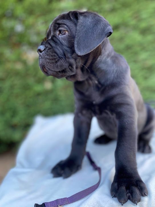 Nella Memoria Di Azur - Chiots disponibles - Cane Corso