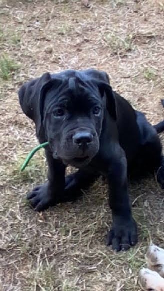 Nella Memoria Di Azur - Chiots disponibles - Cane Corso